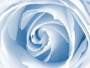 white rose digital wallpaper
