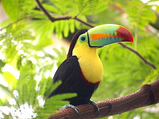 yellow and black Toucan HD wallpaper