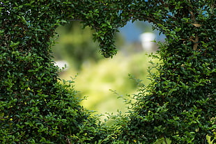 green heart shape plant HD wallpaper