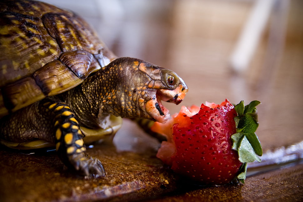 brown tortoise, turtle, strawberries HD wallpaper