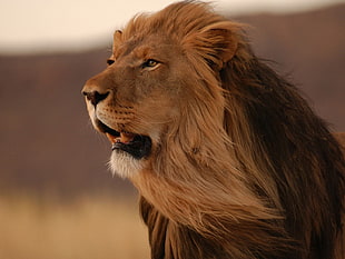 adult lion, lion, animals, big cats