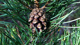brown pinecone in close up photography HD wallpaper
