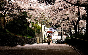 City​​,  Park,  Trees,  People