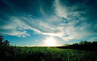 green grassland, landscape, clouds, plants, sky HD wallpaper