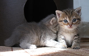 two kittens HD wallpaper