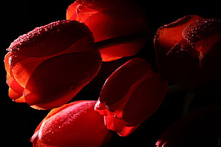 red Tulip flowers digital wallpaper HD wallpaper