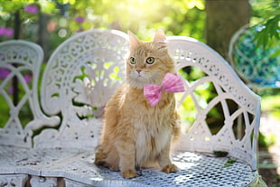 brown long coat cat on top of white wicker chair