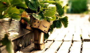 green and black leaf plant, Danbo