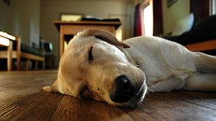 dog lying on brown wooden floor, animals, dog, Sleeping Dogs, depth of field HD wallpaper