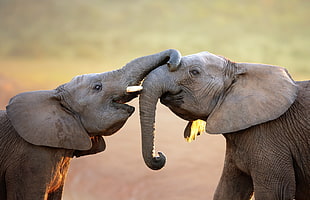 two gray elephants, nature, animals, elephant HD wallpaper