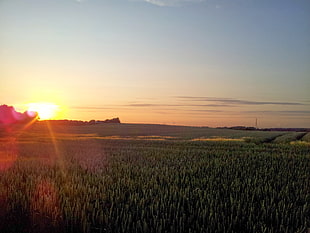 golden hour on rice field HD wallpaper