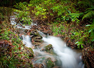 clear waterfall between of forest field HD wallpaper