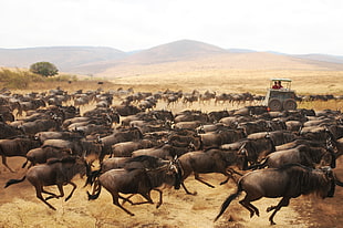 wildebeest herd painting