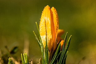 yellow tulip flower, Snowdrop, Flower, Drops