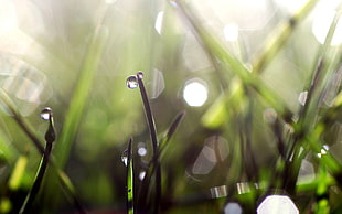 macro photography of water droplets HD wallpaper