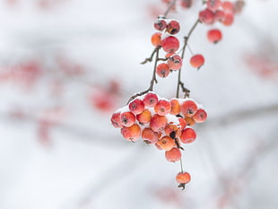 small round red fruits