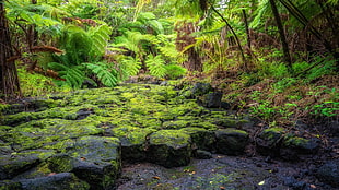 green leaf trees, moss, plants, ferns