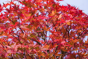 pink leaf tree, Leaves, Branches, Tree HD wallpaper