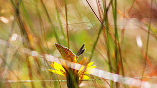 green leafed plant, flowers, depth of field, butterfly, bokeh