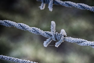 barbwire covered with ice in closeup photo HD wallpaper