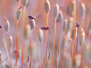 close-up photo of a purple flowering plant