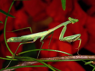 macro photography of green praying mantis HD wallpaper