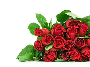 bouquet of red roses HD wallpaper