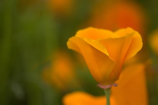 orange flower shallow focus HD wallpaper