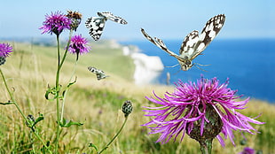 white and pink floral textile, butterfly, thistles, flowers, insect