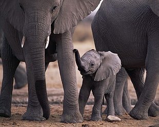 three black elephants, elephant, baby animals, animals HD wallpaper