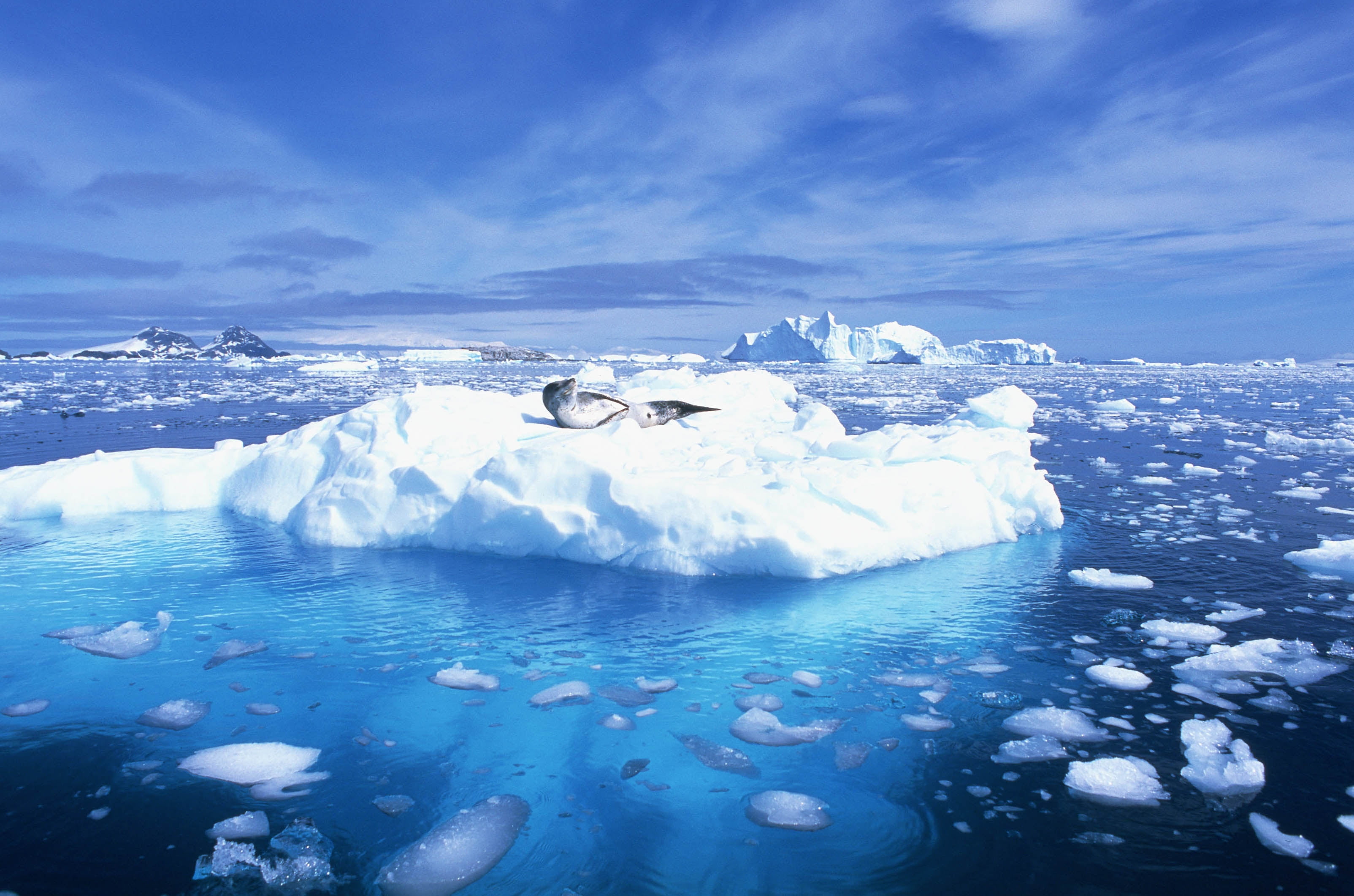 Seal on iceberg during daytime HD wallpaper | Wallpaper Flare