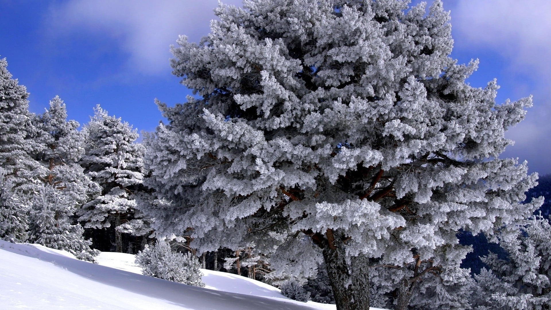 snow cover tree illustration, forest, sky, clouds, winter