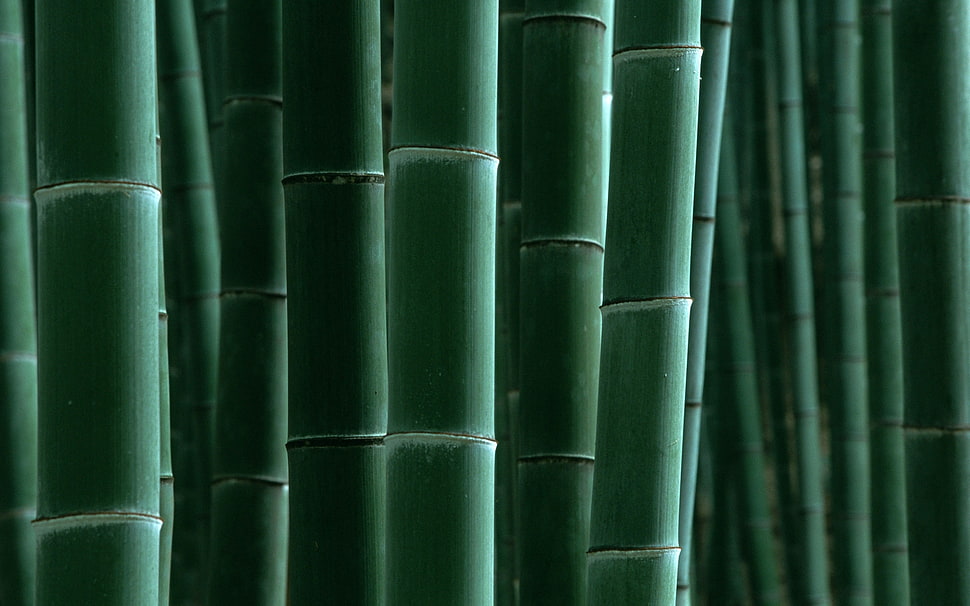 Bamboo plant lot HD wallpaper | Wallpaper Flare