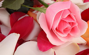 macro shot of pink rose HD wallpaper