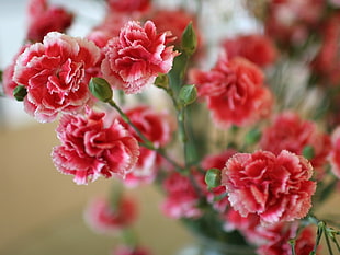 pink and red Carnation flowers HD wallpaper