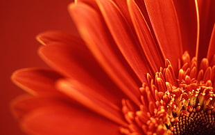 red daisy flower, flowers HD wallpaper