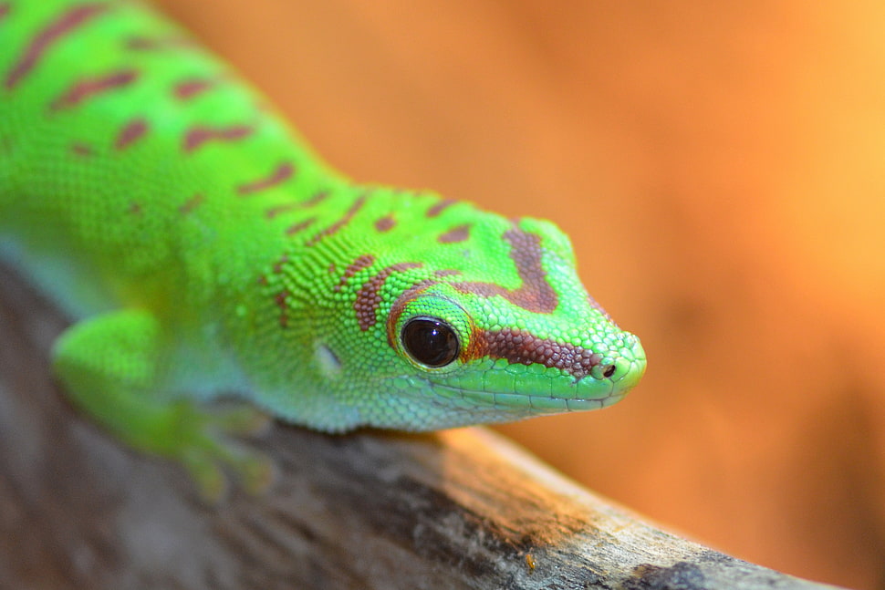 closeup photography of green lizard on wood during daytime, gecko HD wallpaper