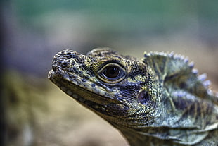 close-up photo of green and black lizard HD wallpaper