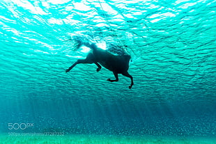 black horse, water, underwater, nature, animals HD wallpaper