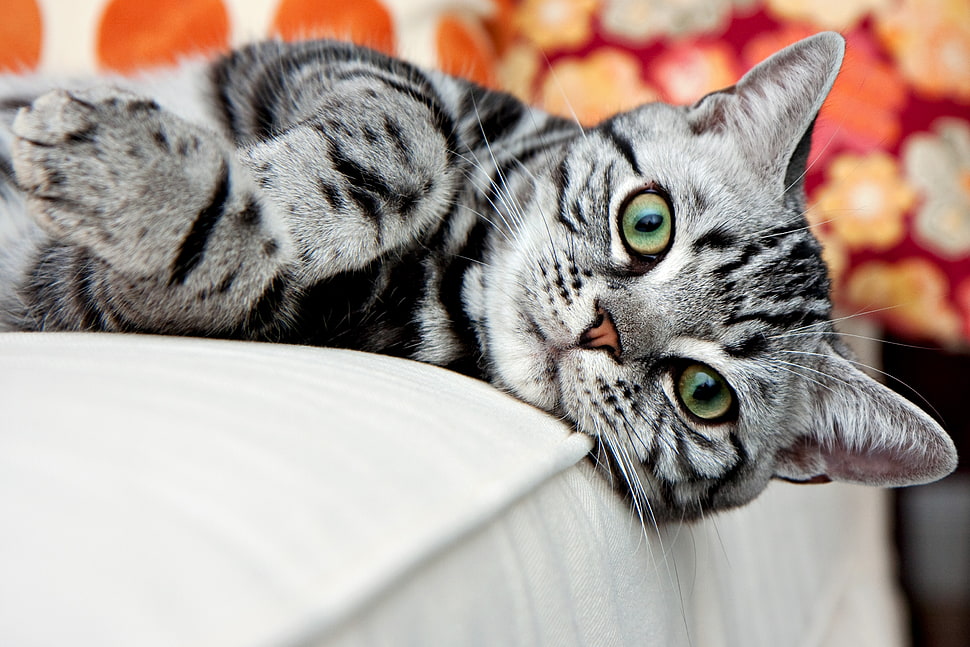 gray tabby cat lying on red mattress HD wallpaper