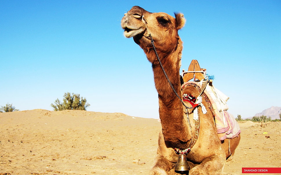 brown camel, camels, animals, sand HD wallpaper