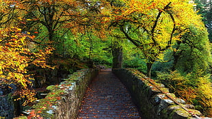 gray concrete pathway surrounded of trees during daytime