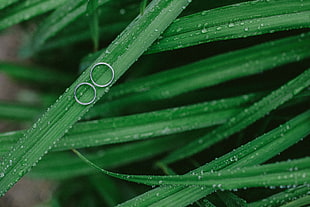 two silver-colored rings, Grass, Drops, Rings HD wallpaper