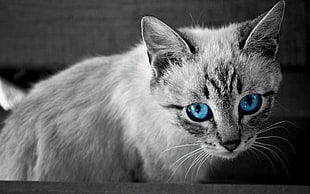gray and white cat, animals, cat HD wallpaper
