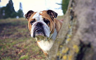Bulldog in close up photography HD wallpaper