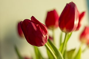 shallow focus photography of red tulips