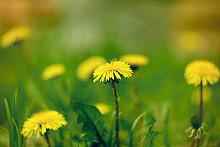 selective focus photography of yellow flower HD wallpaper