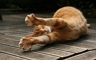 orange tabby cat, cat, wooden surface, animals, stretching HD wallpaper