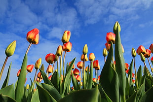 yellow-and-red Tulip flowers HD wallpaper