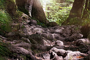 gray tree roots with green grasses